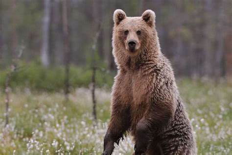 hay osos en madrid|La leyenda del oso pardo del Guadarrama